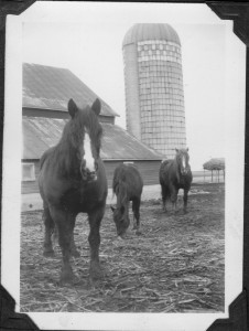 Horses and old barn